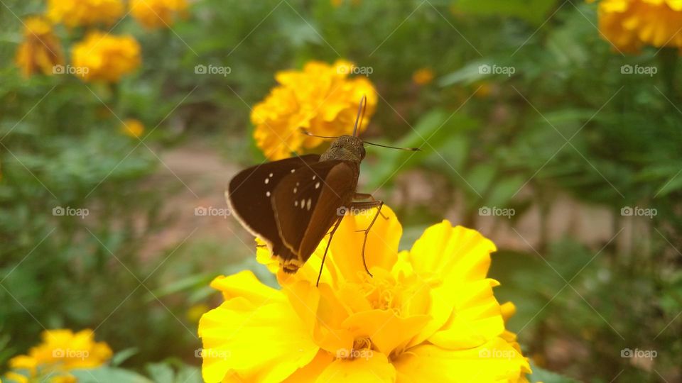 A little butterfly perched on a yellow flower that was in bloom.