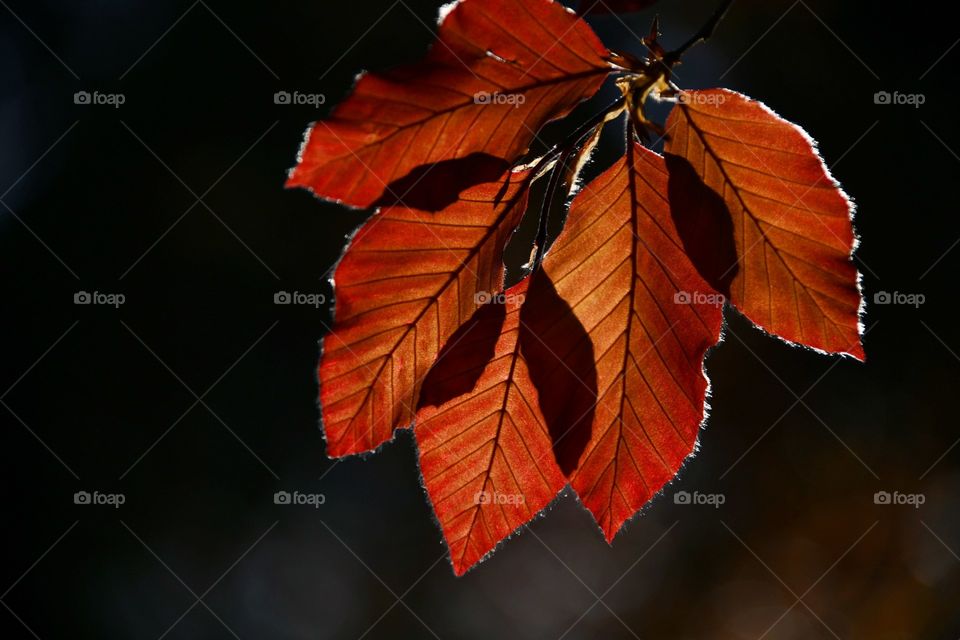 Luces de primavera 
Spring lights