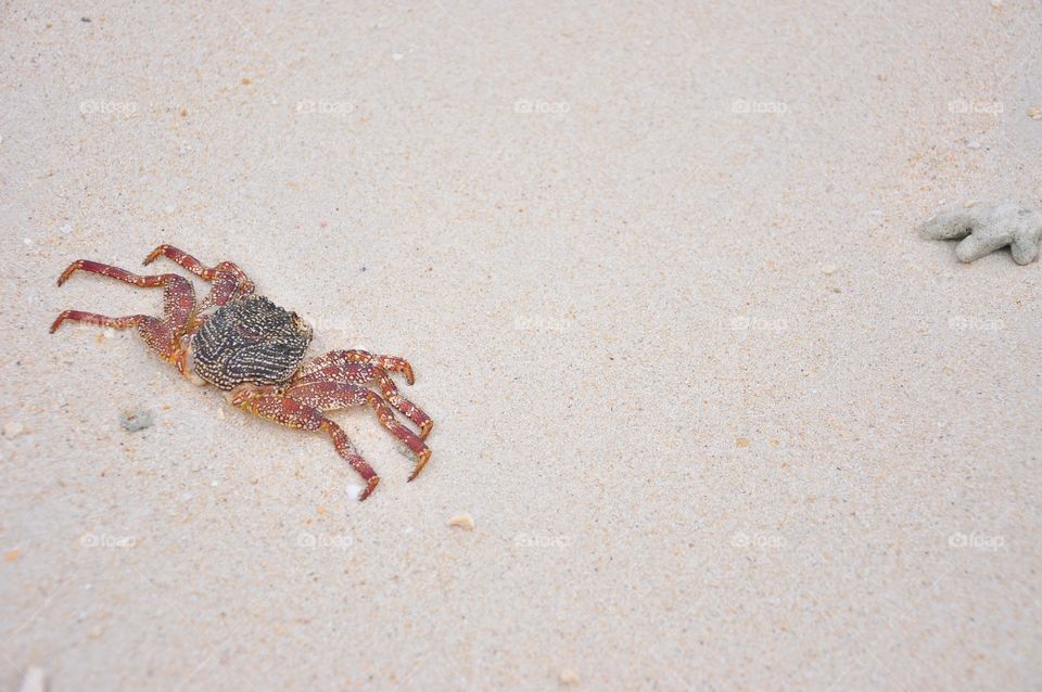 Crab on the beach. 