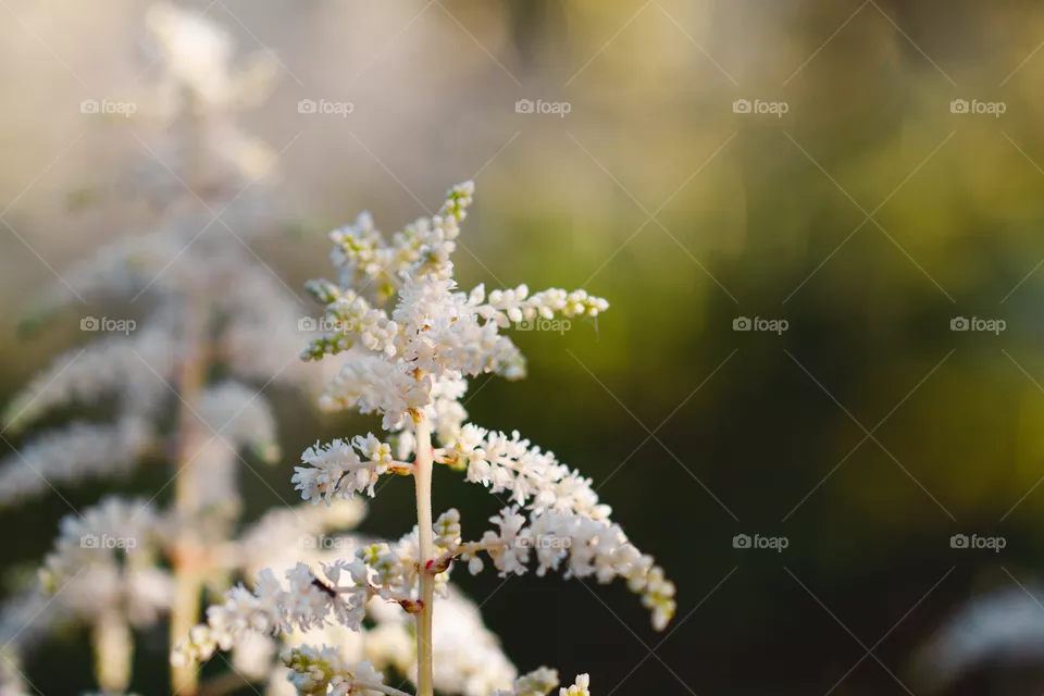 White flower