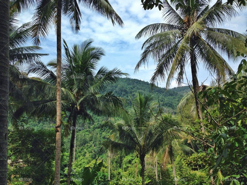 Palm trees growing at outdoors