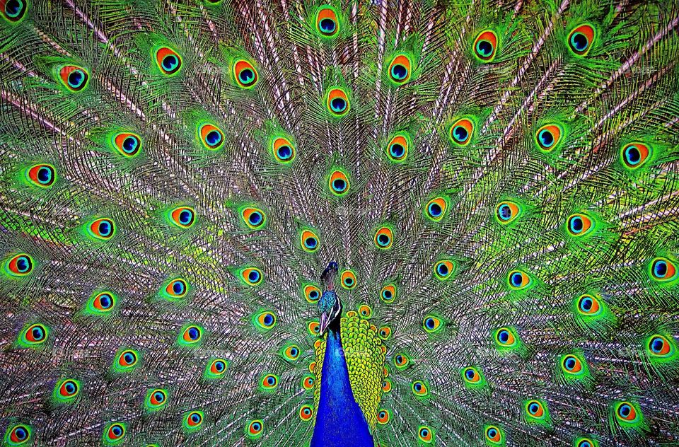 A peacock proudly showing off his mating display.
