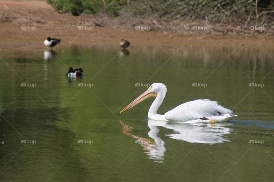 White Pelican in the Water