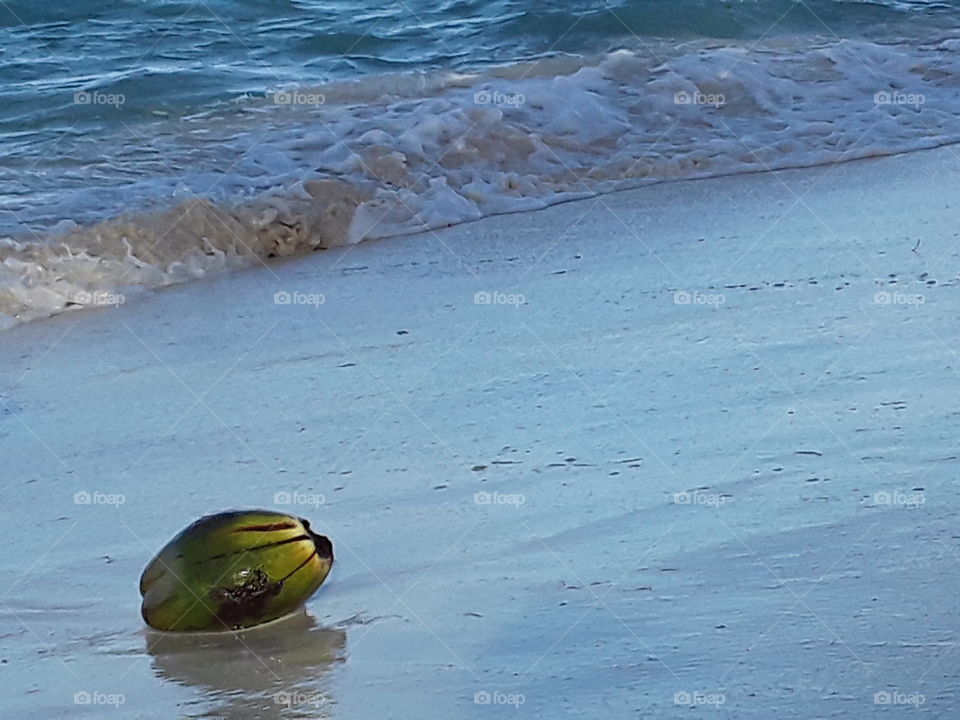 coconut on the ocean. little traveler in the waters of the atlantic ocean