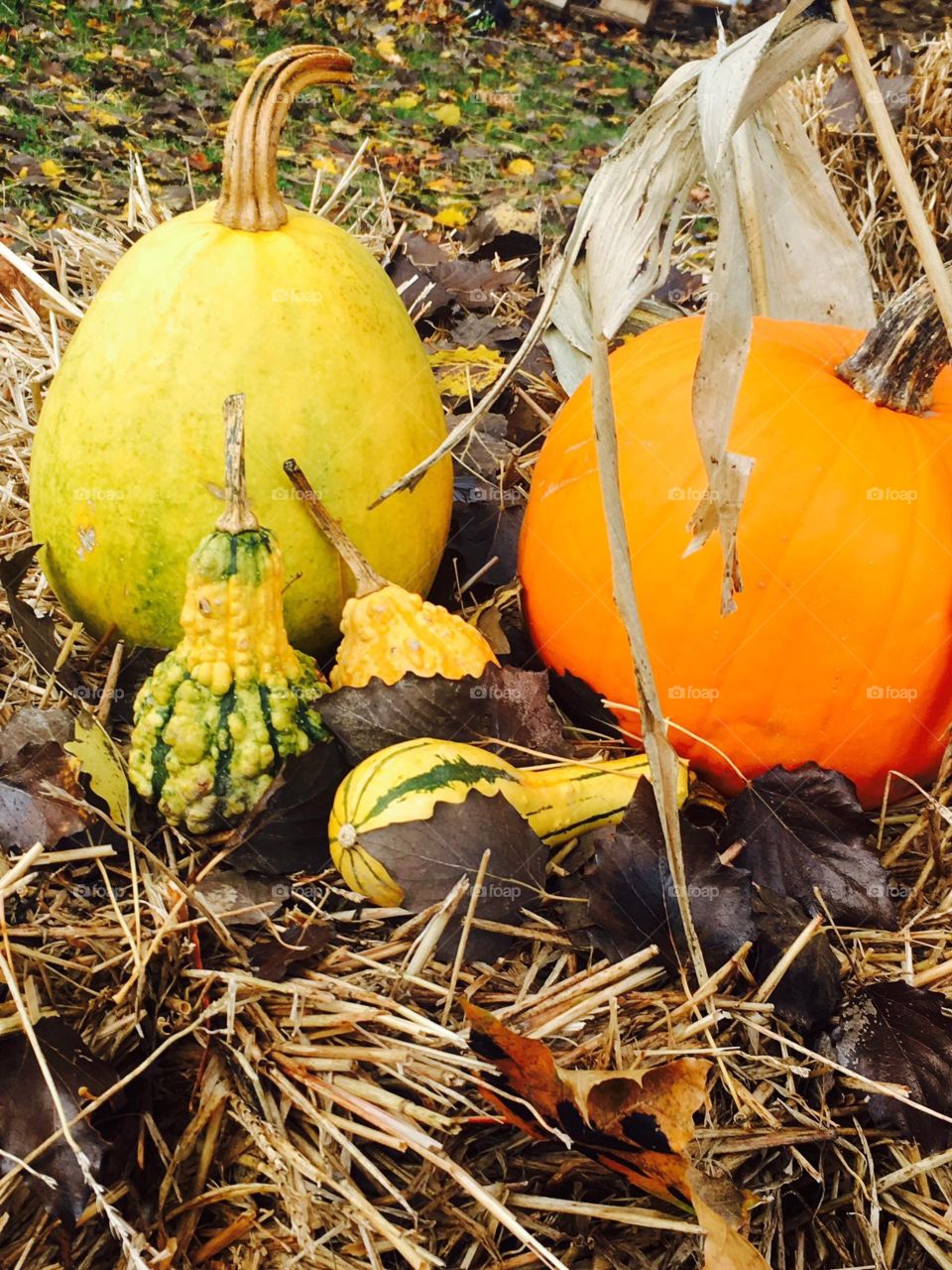 Fall pumpkins 
