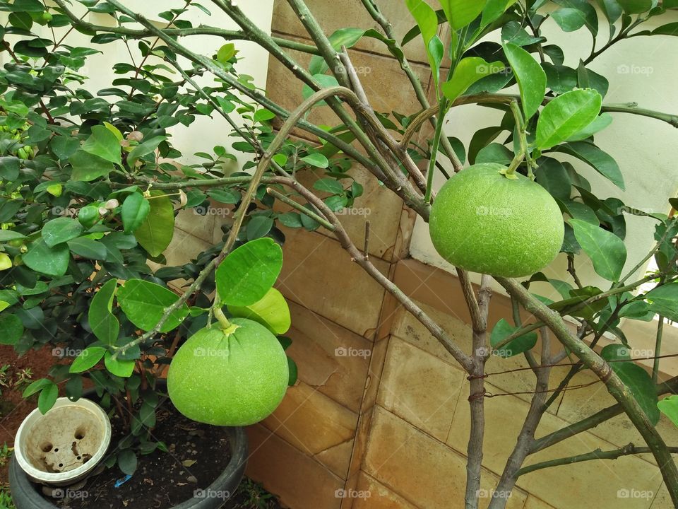 Pomelo, big fruit