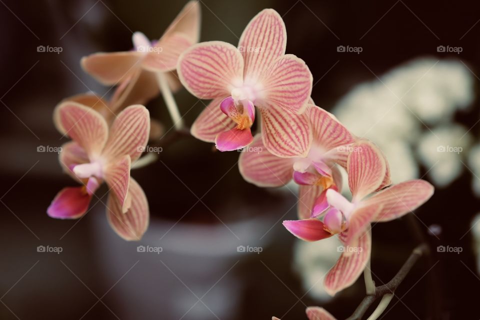 Pink And Red Orchid Flowers With A Blurred Background 