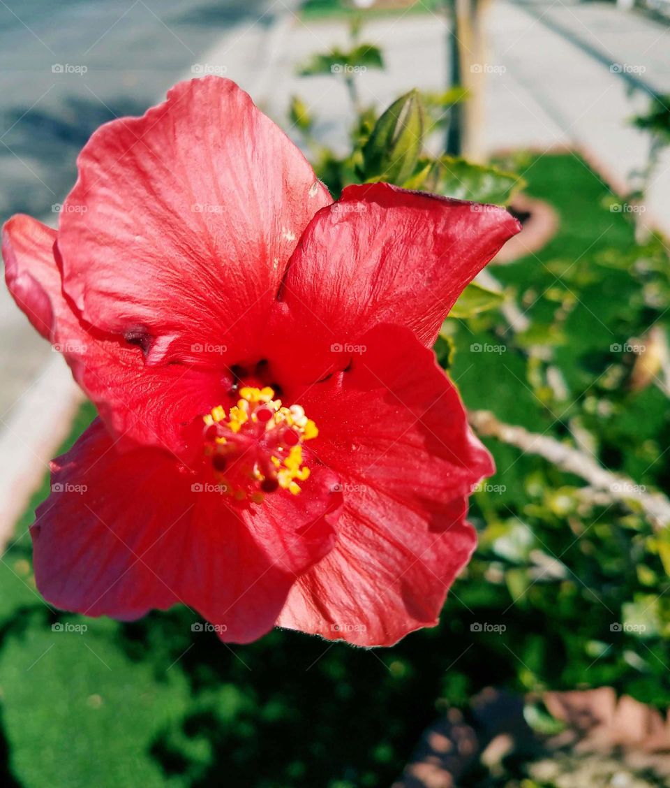 red hibiscus pretty color