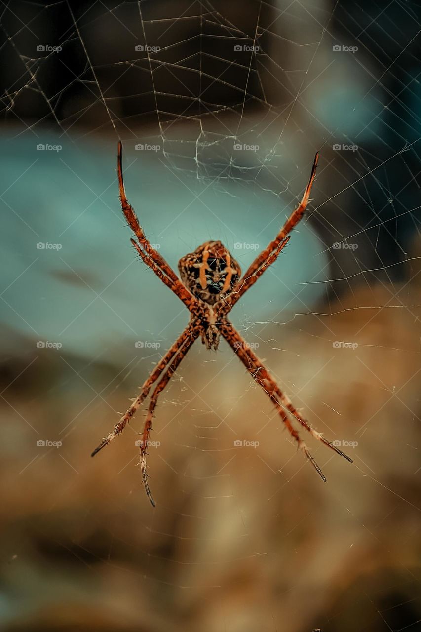 Spider