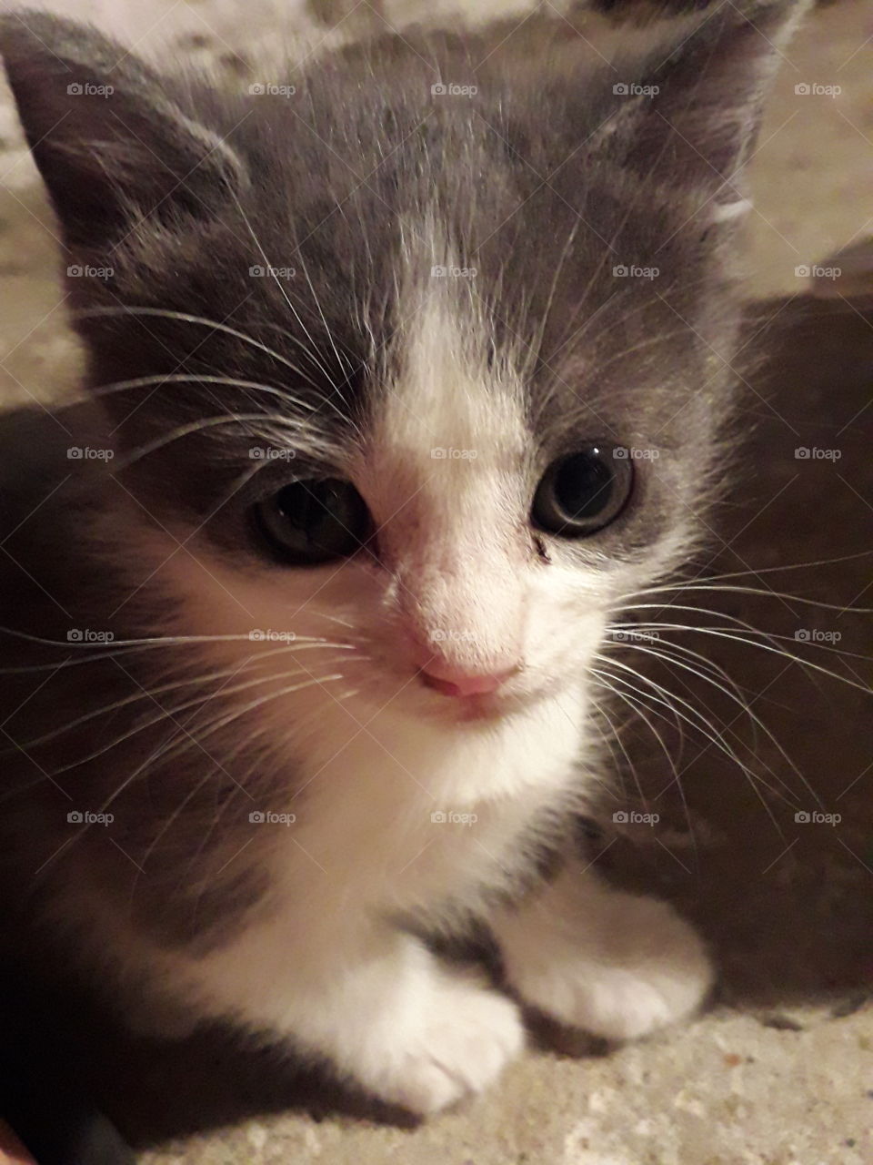 kitten