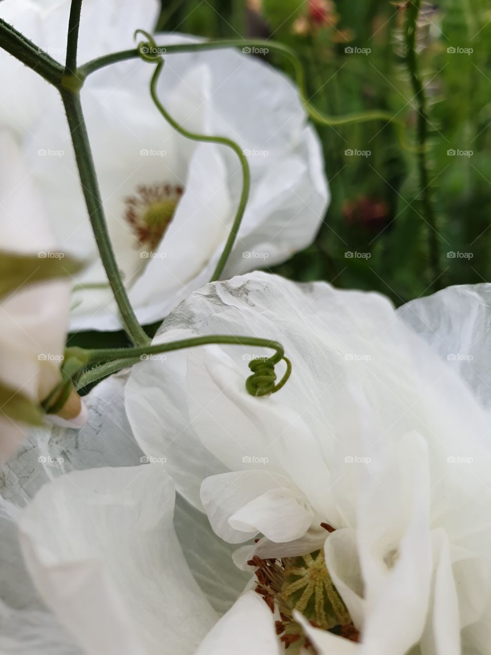 White poppies. Closeup.