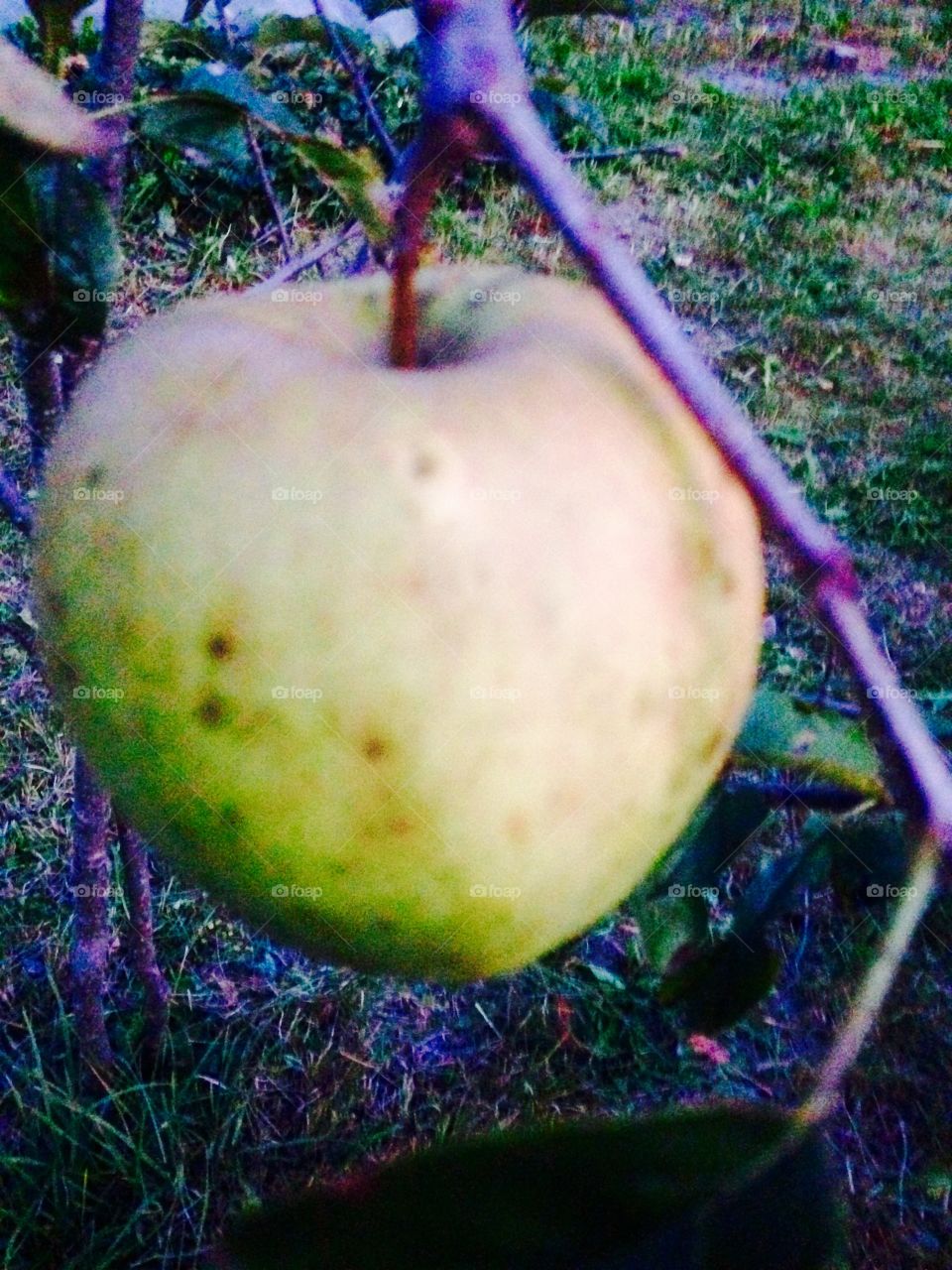 Healthy apple 