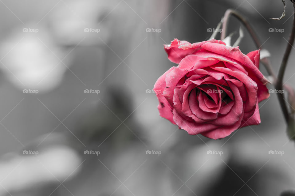 Wilted rose with space for text