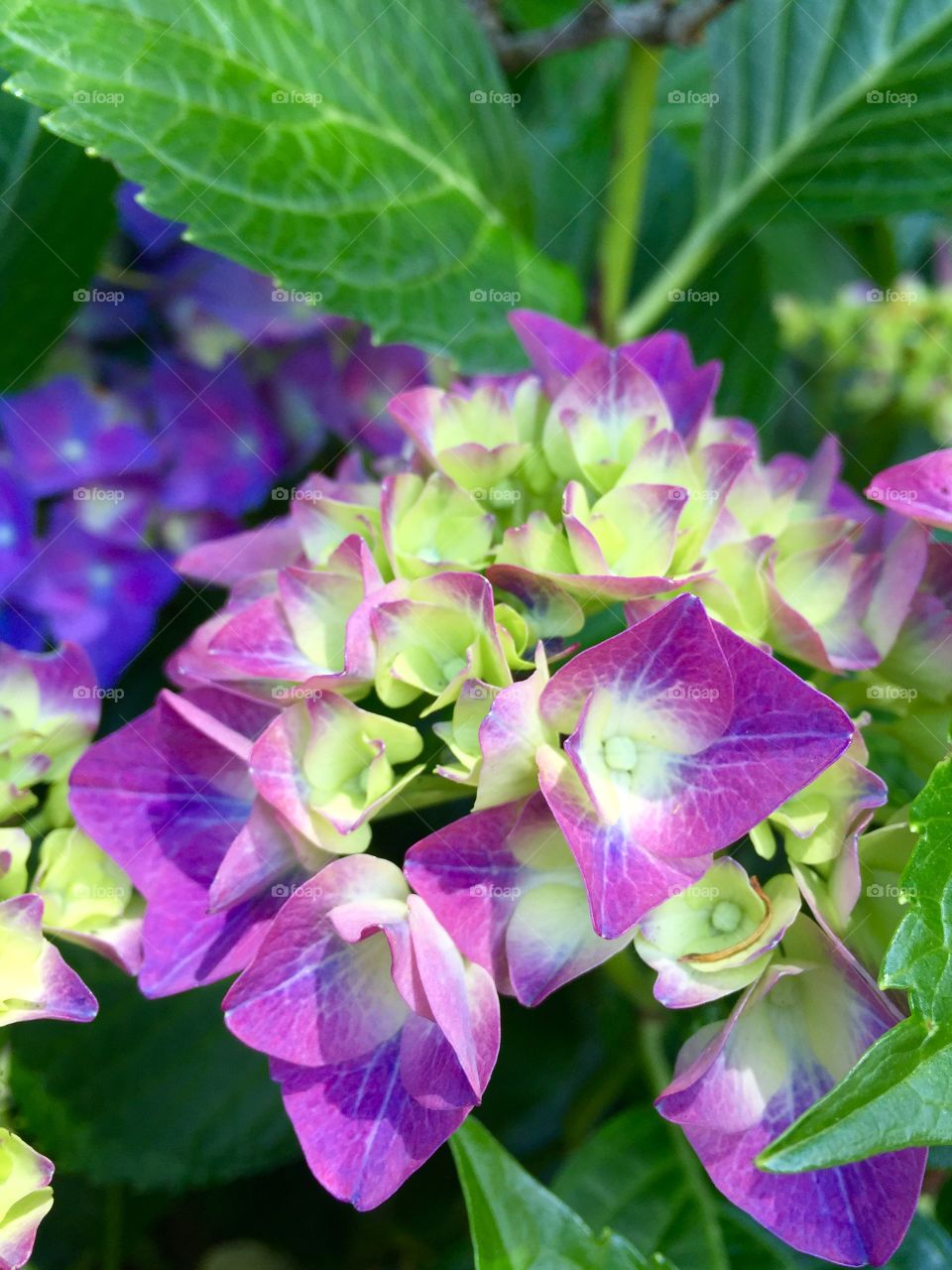 Close-up of purple hydrangea