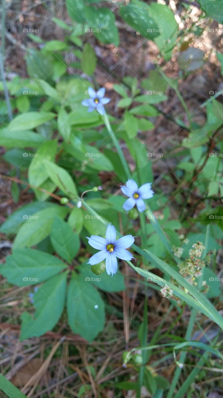Tiny wild flowers
