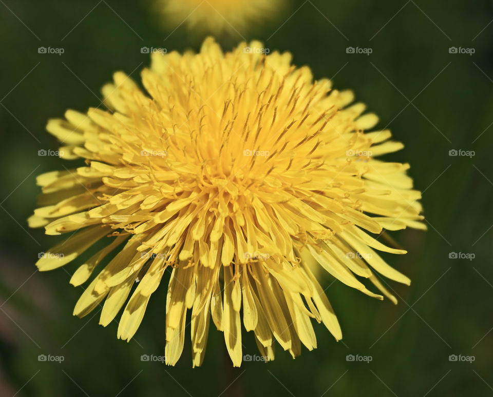 An up close image of a bright yellow dandelion against a blurred green background 