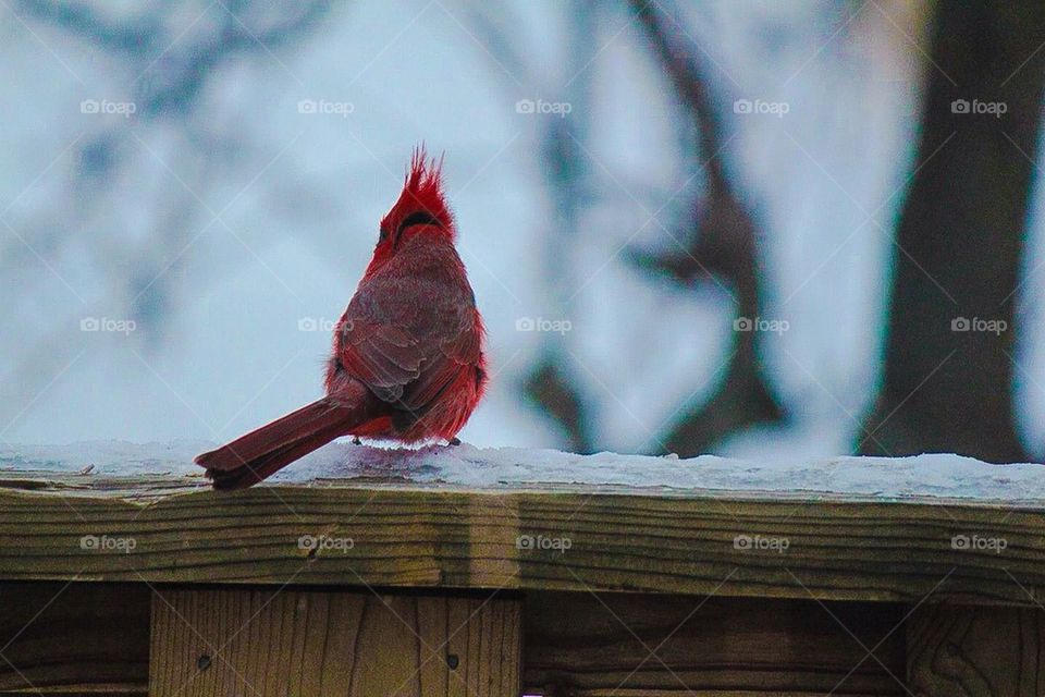 Cardinal waiting