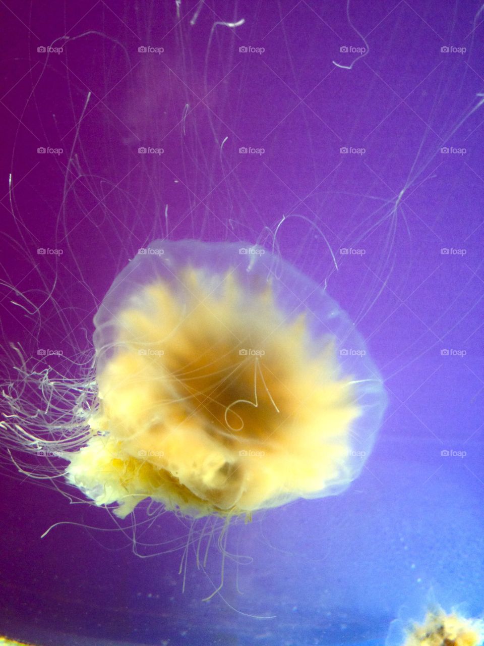 Jellyfish