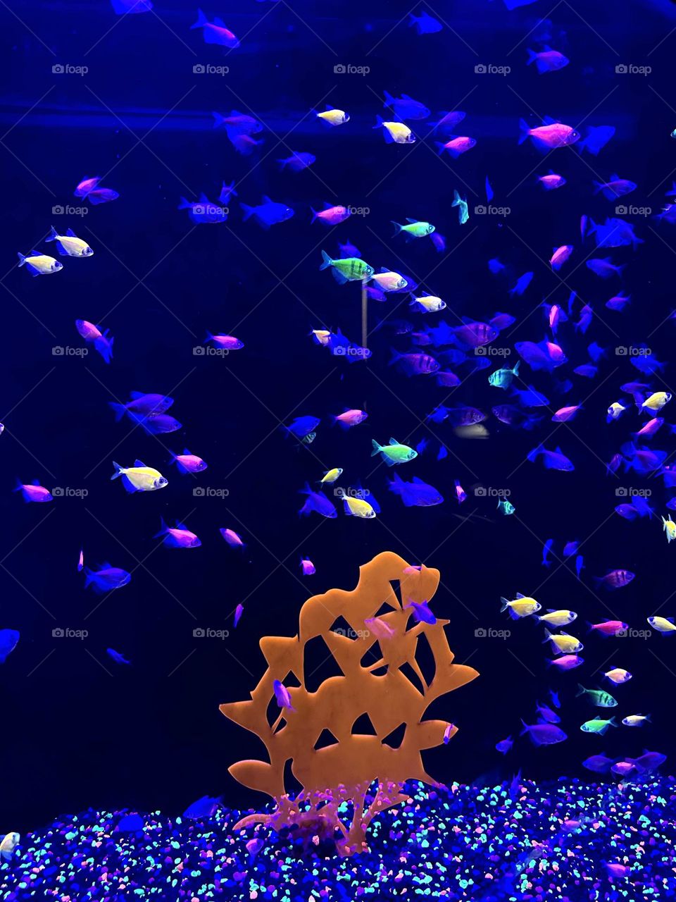 A group of fluorescent fish with incredible contrasting colors, swimming inside a fish tank.