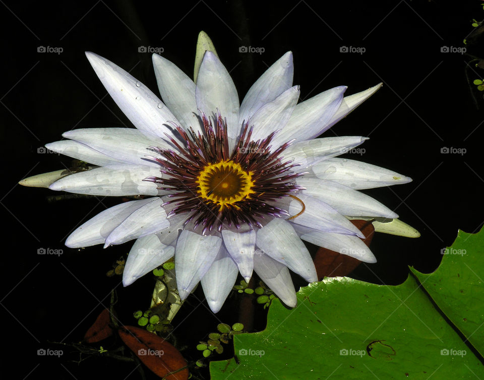 Water lily