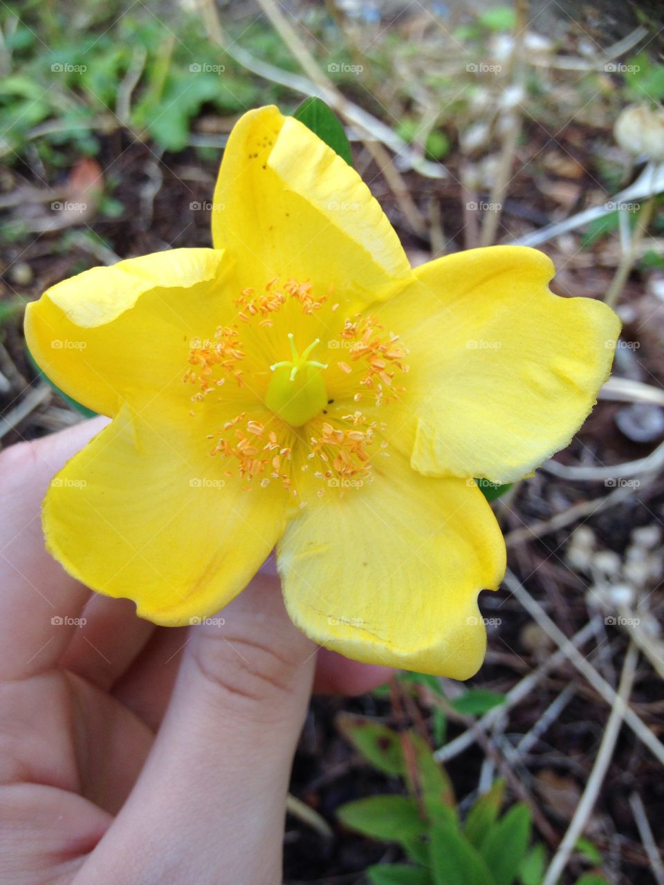 Yellow flower!