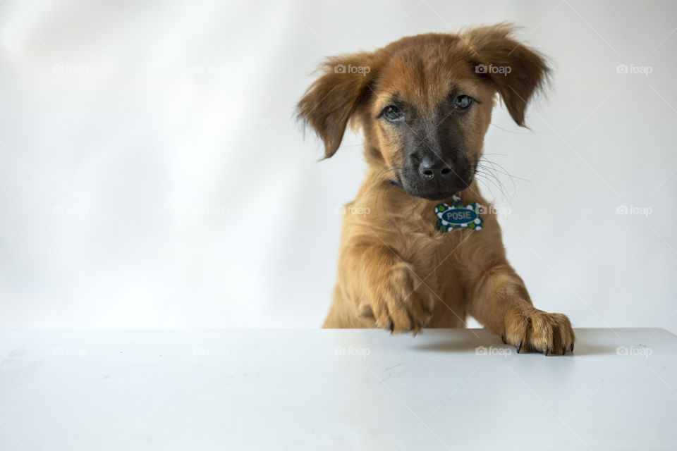 A puppy on a white background 