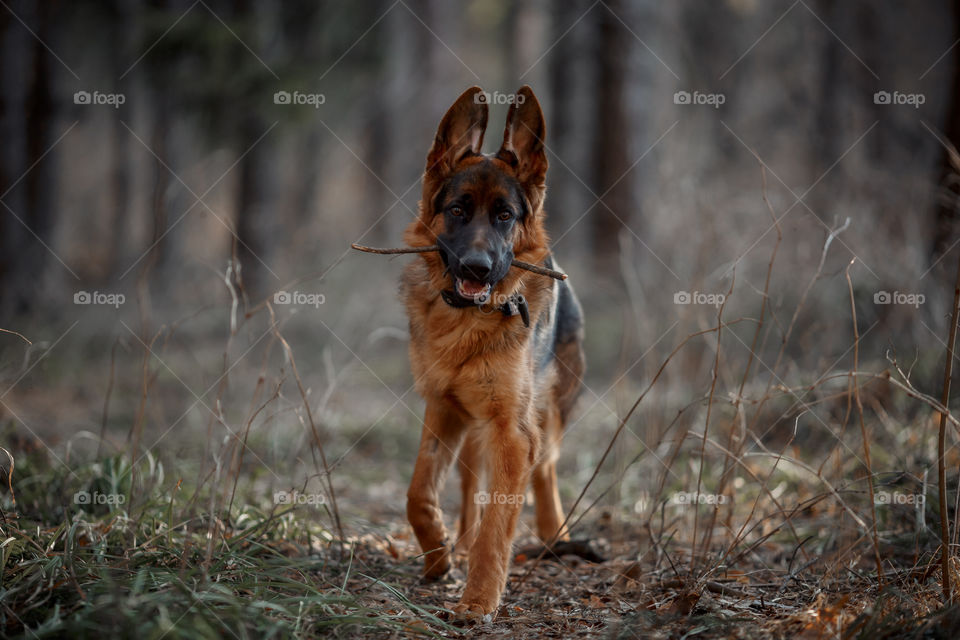 German shepherd young male dog walking outdoor at spring day