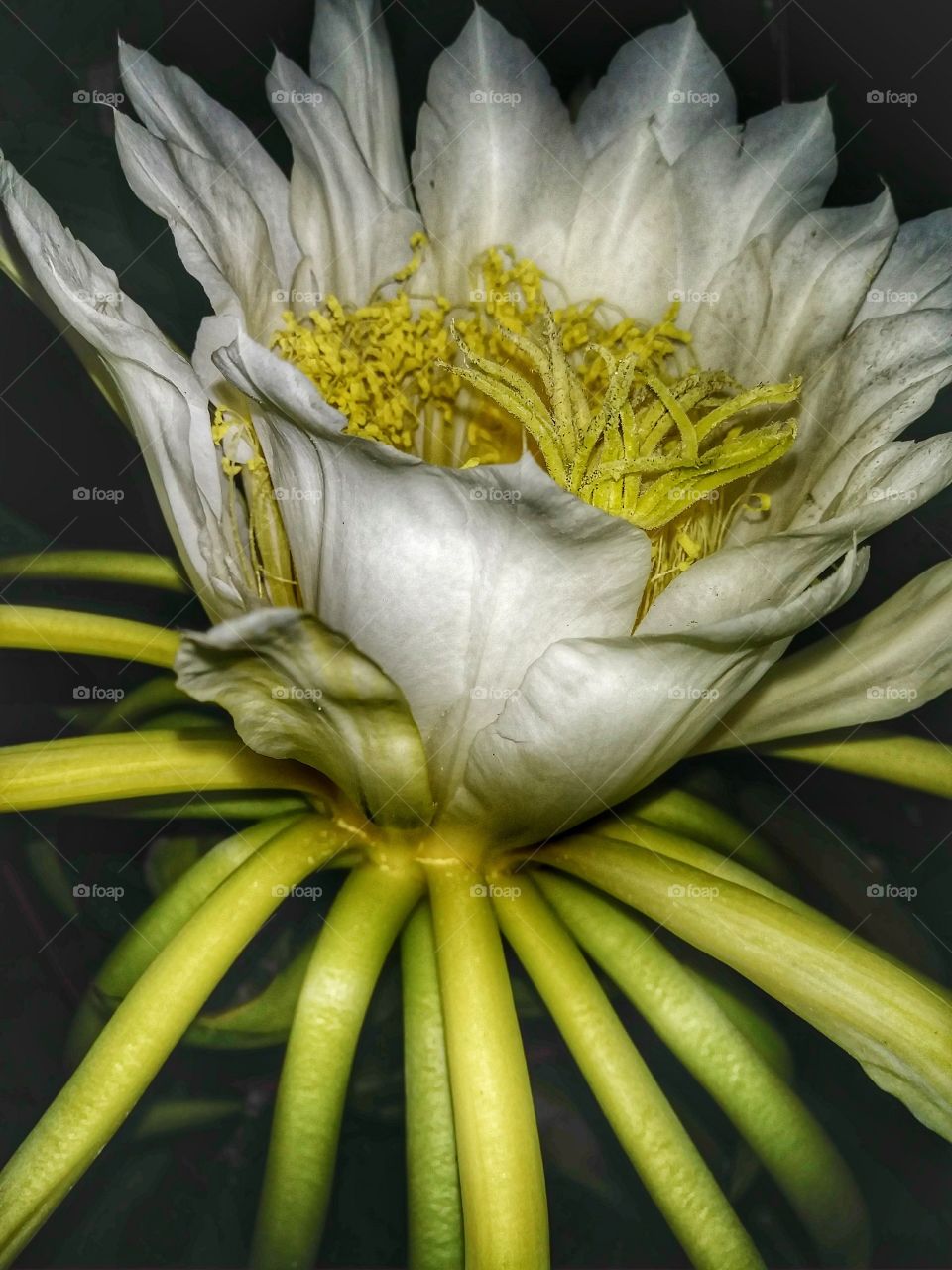 Dragon Fruit Flower