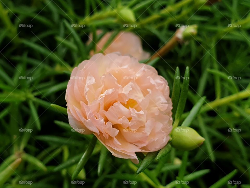 the Portulaca Grandiflora