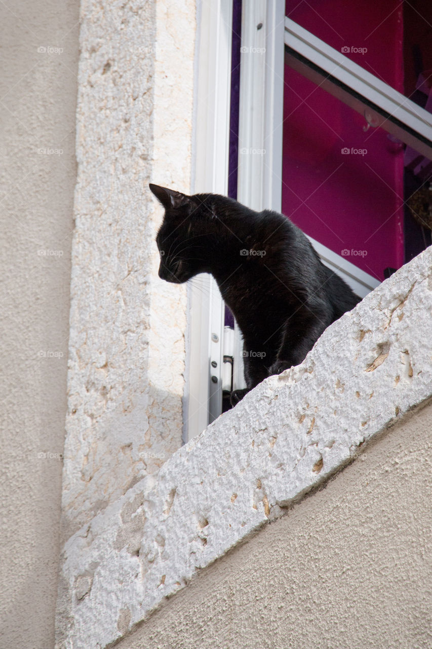 Black cat in the window 