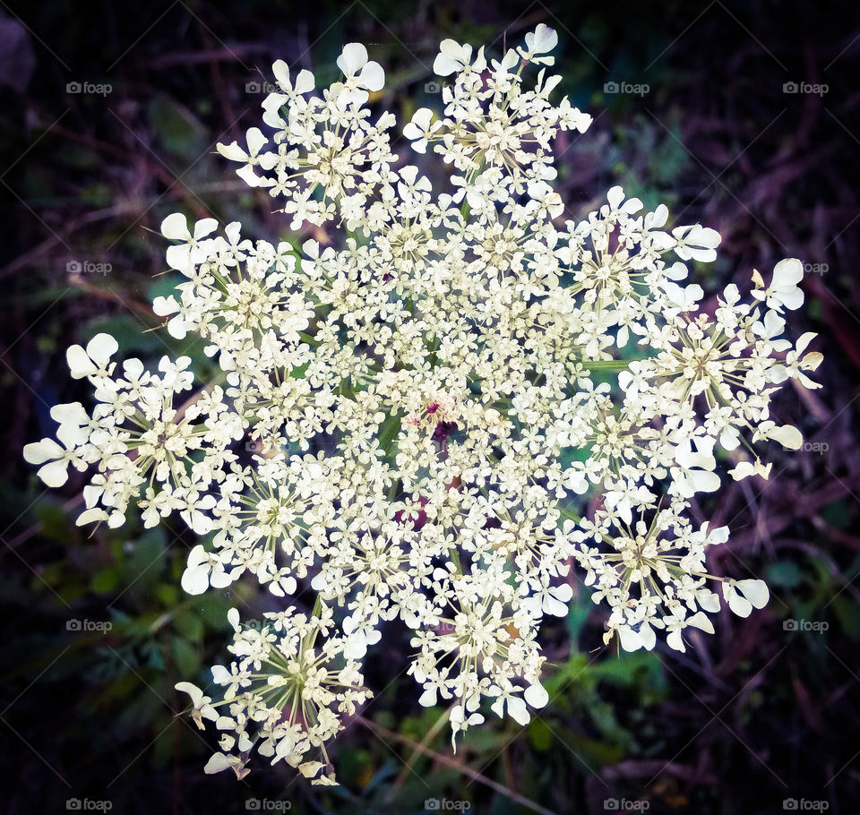 daucus carota. wild flower from sardinia.