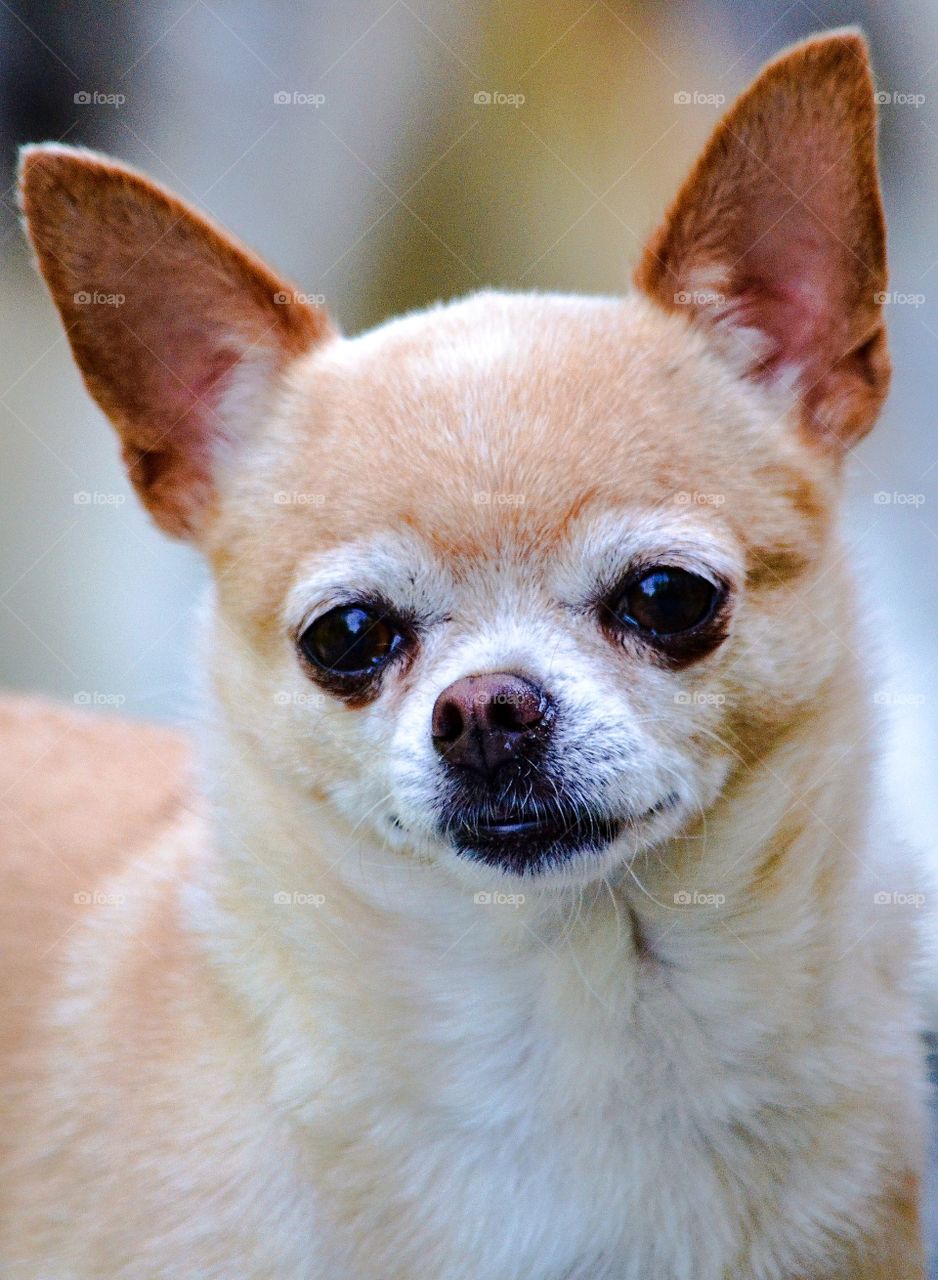 Portrait of chihuahua