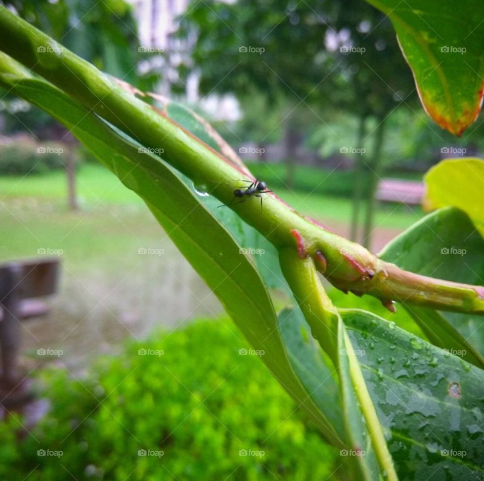 Rain effects