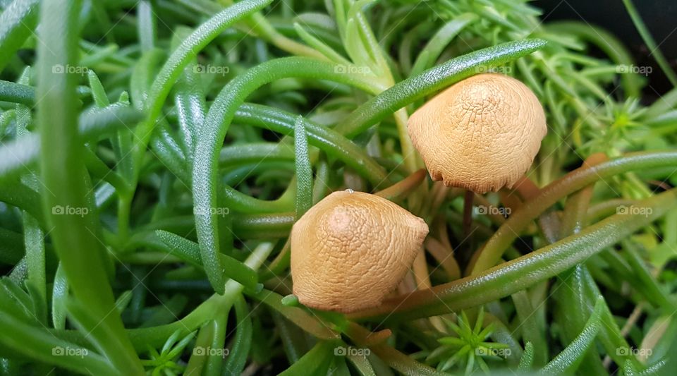 Mushrooms in flower vase