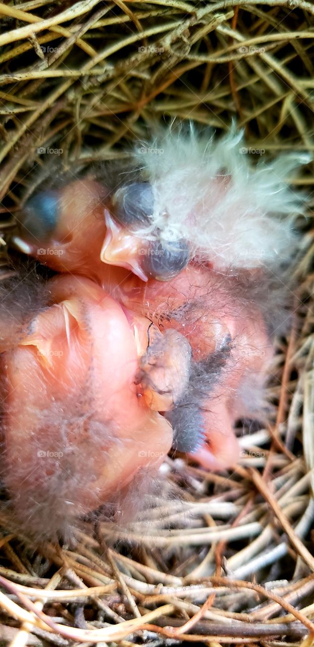 Newly hatched cardinals in a nest