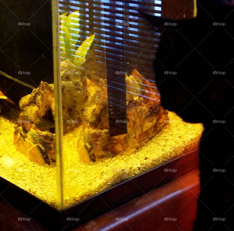 Black cat, profile, watching fish tank.