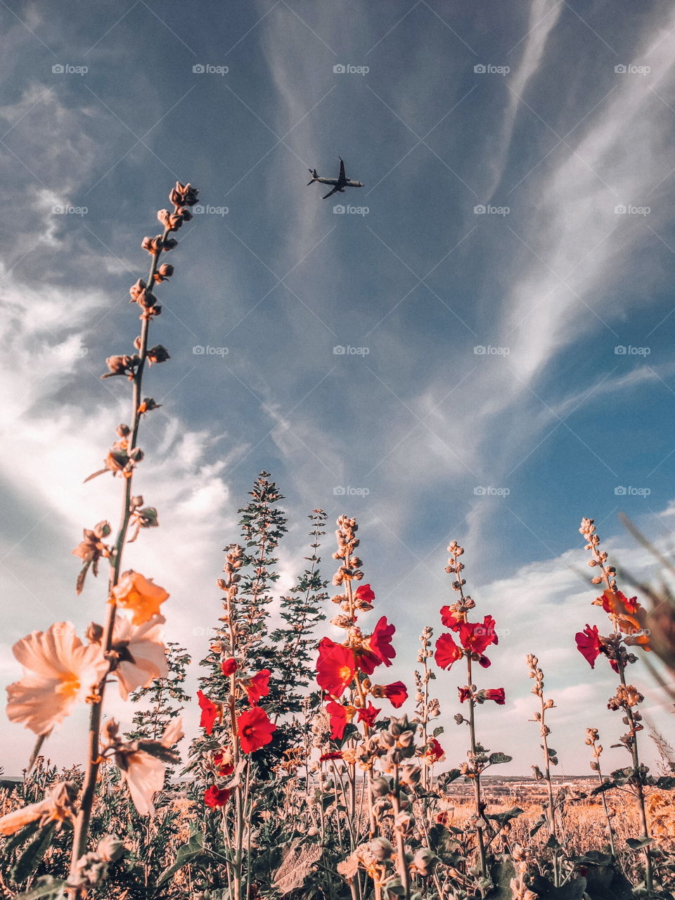 plane flies over a flower field