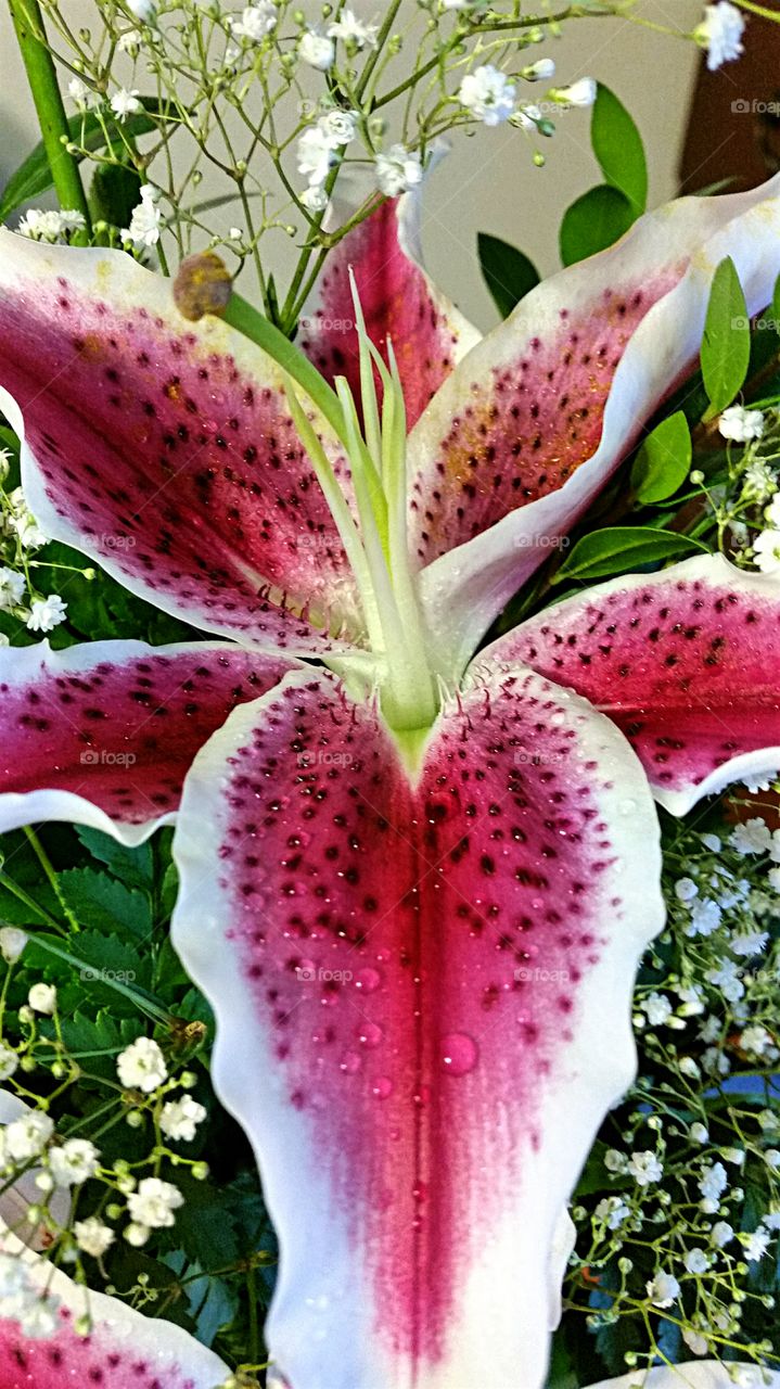 Stargazer Lily