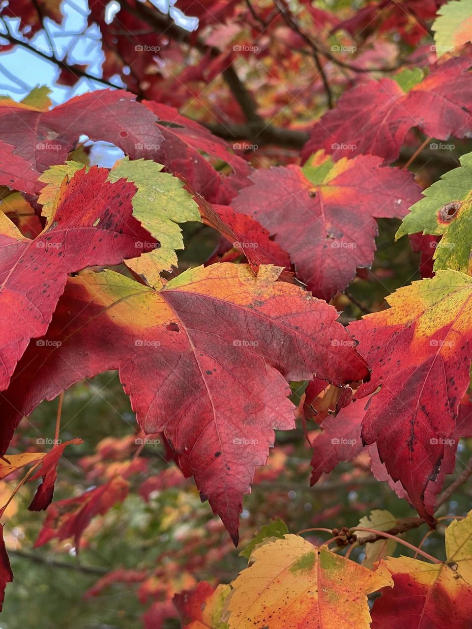 The Colors of Autumn