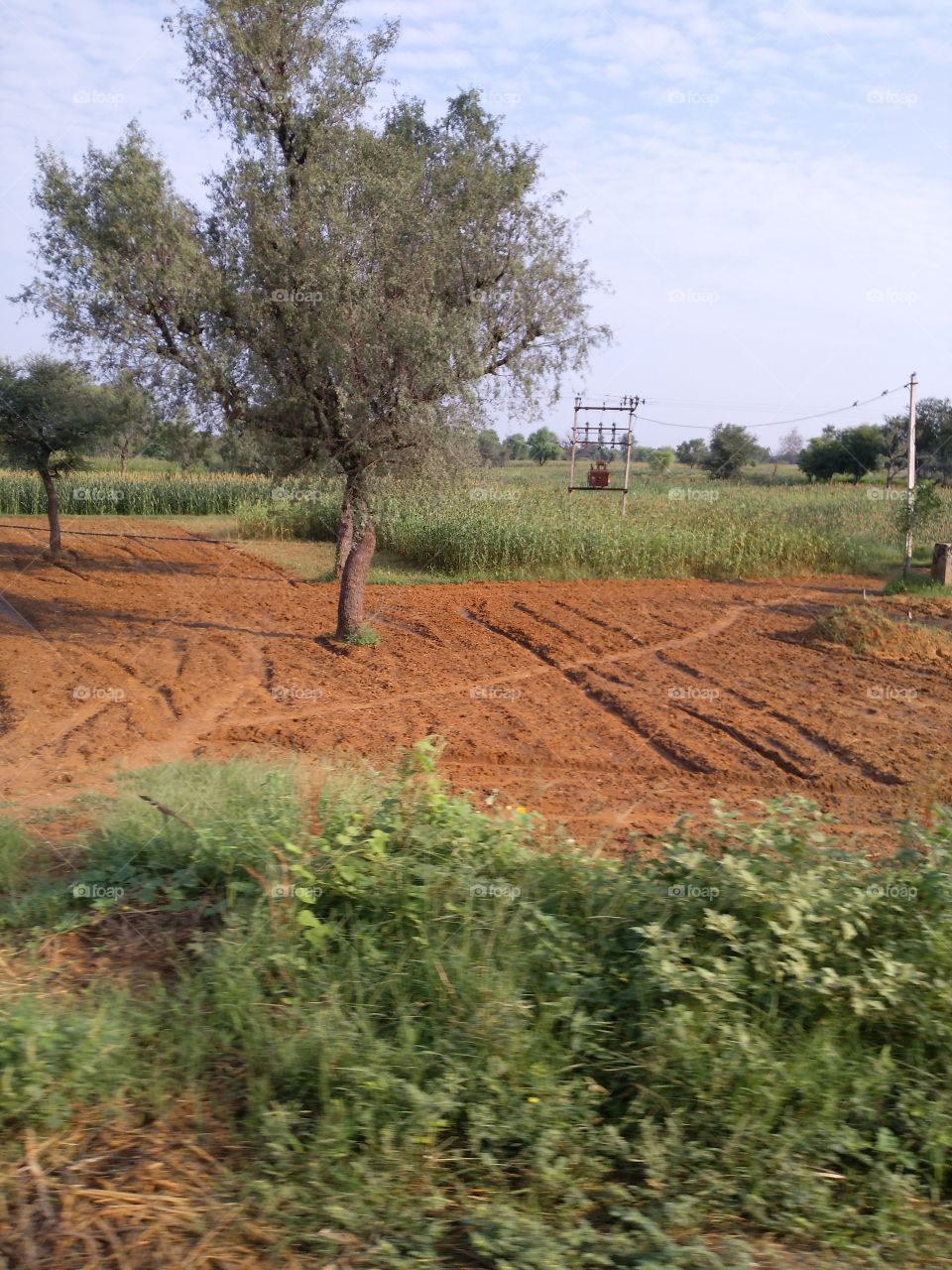 View of field and tree at day