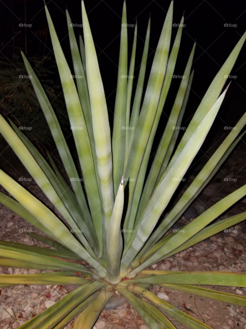 Yucca pendula