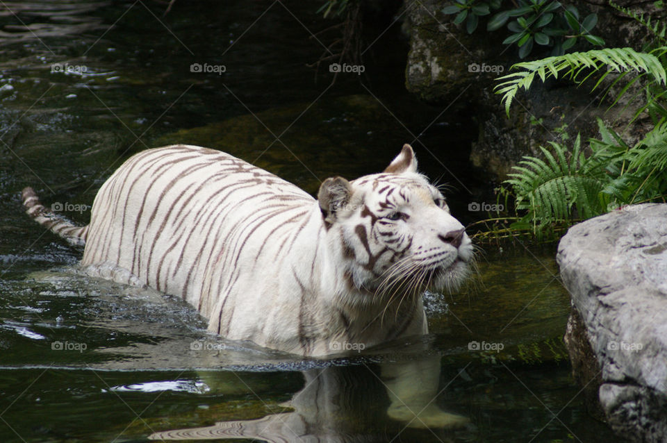 singapore white water tiger by toffeeman