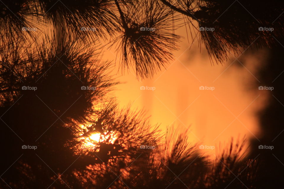 This picture was taken at sunset through some pine tree branches