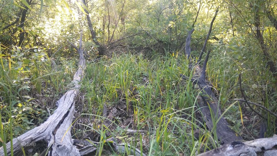 old fallen trees in greenery