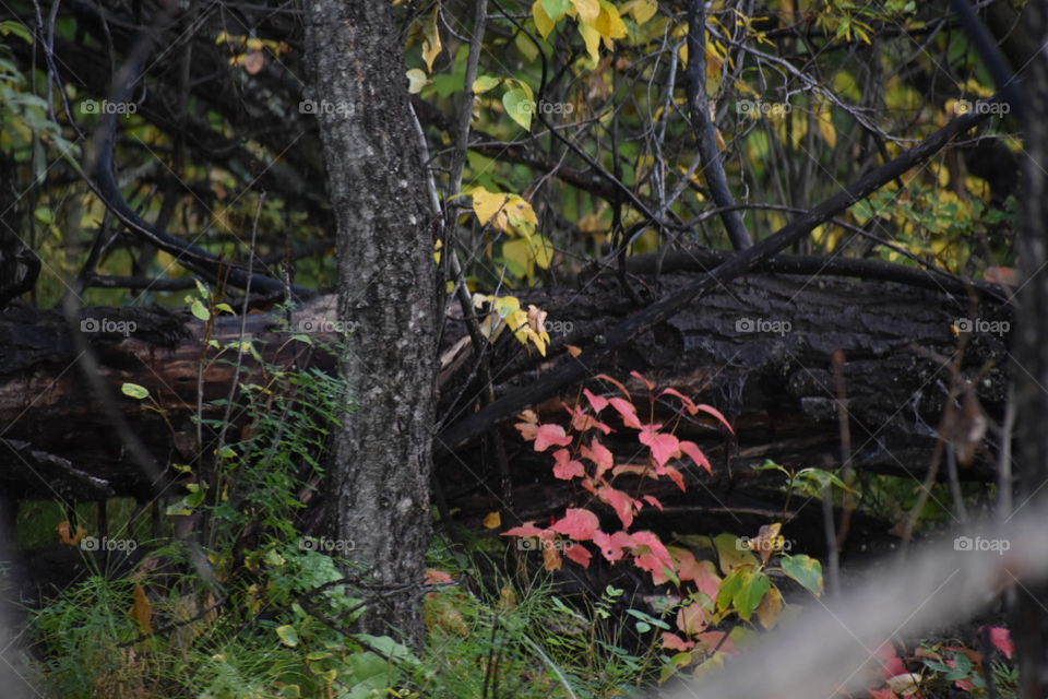 Fall along the trail 