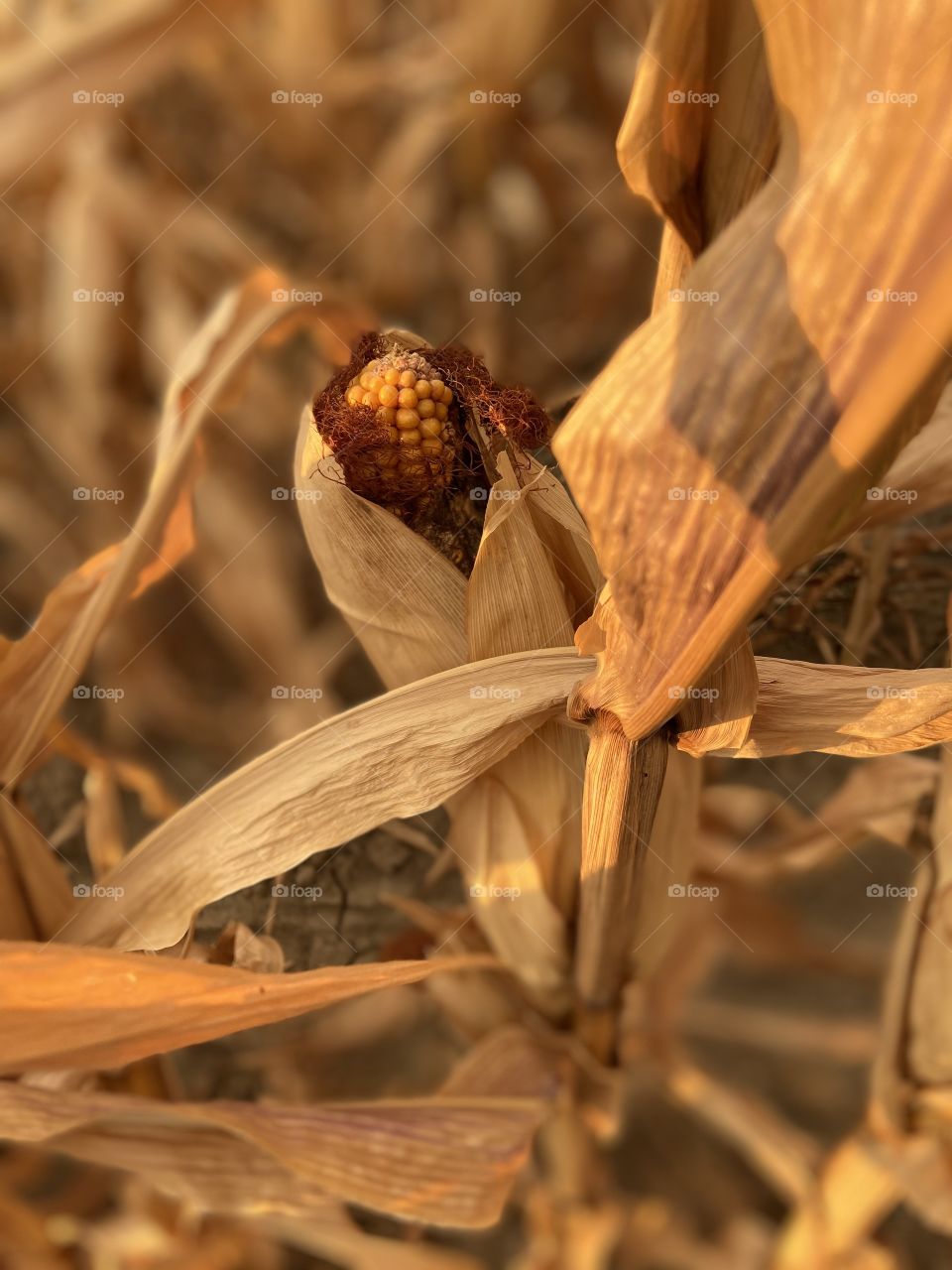 Autumn corn