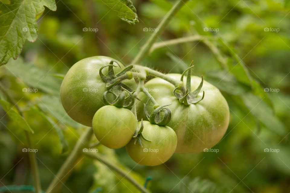 Tomatoes on vine