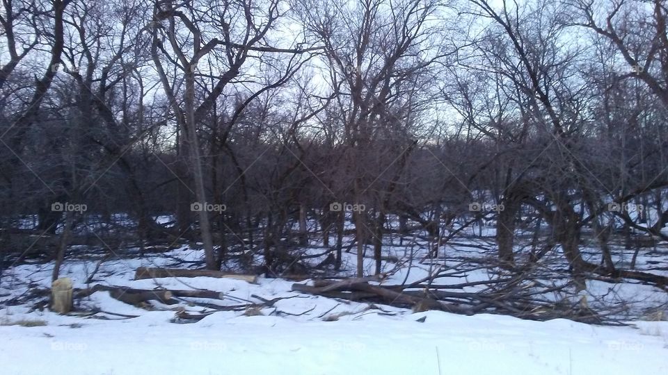 Winter, Snow, Tree, Cold, Frost