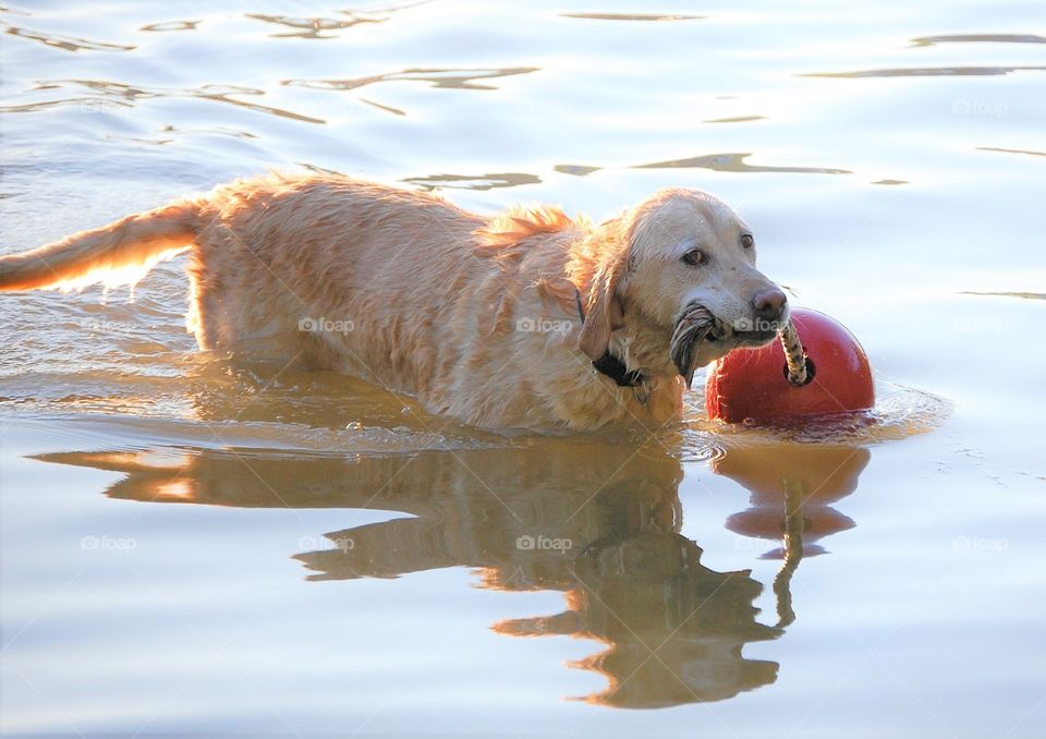 A spring walk with your dog, yellow lab in the water with a ball