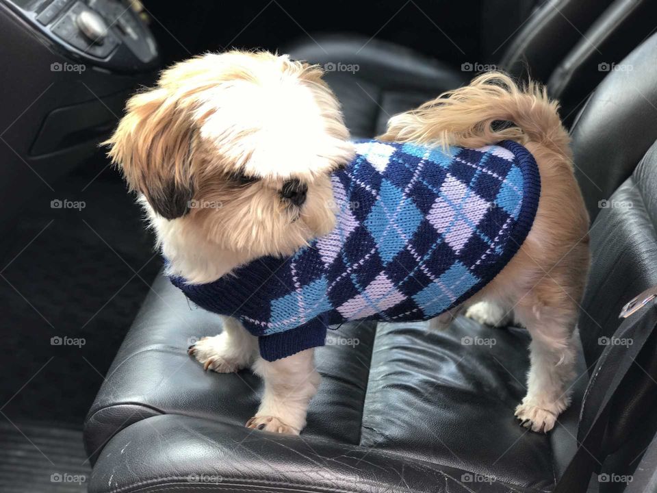 This dog Tigger, now he has to run and play in paradise.  It is a cute dog